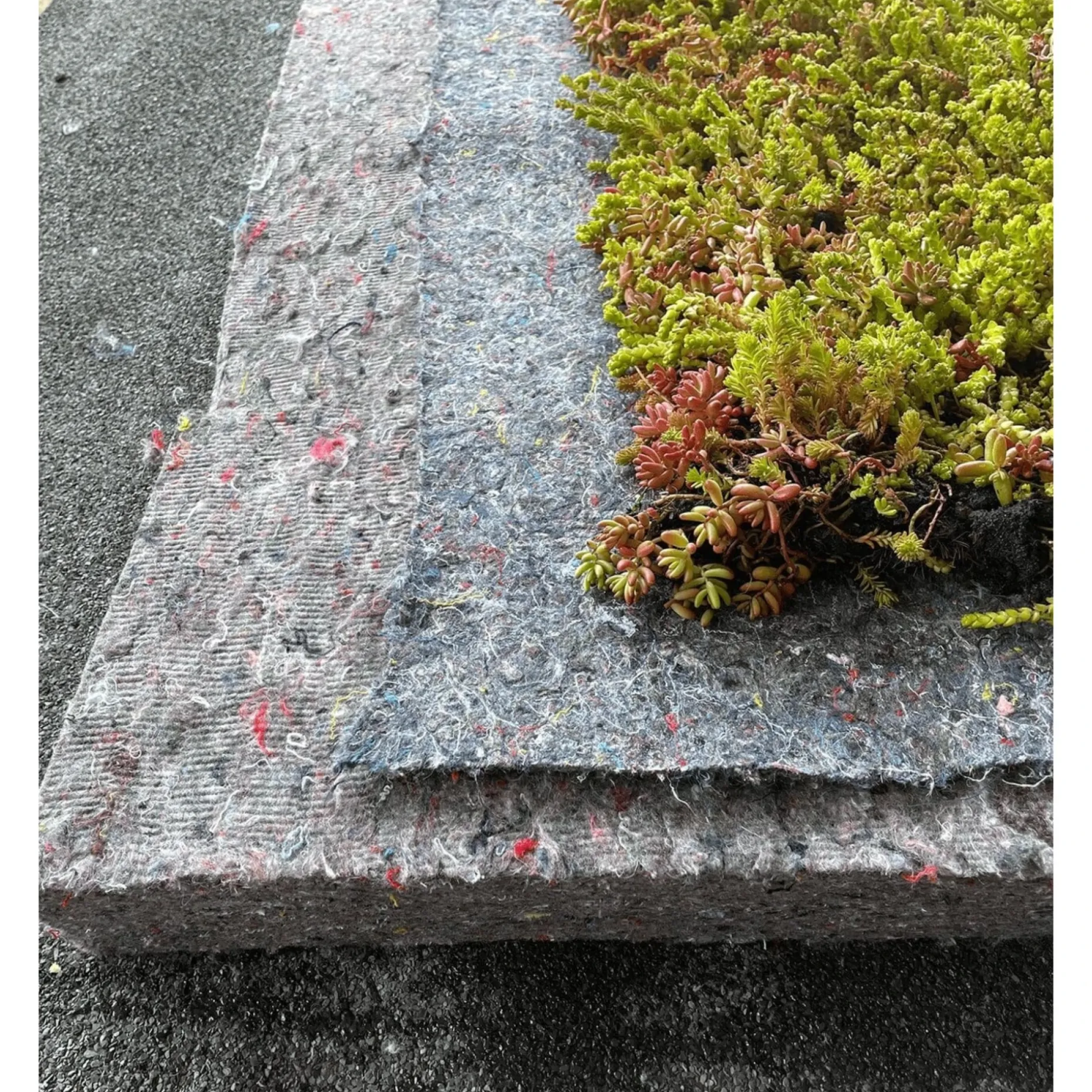 GROWTEK SEDUMMAX SEDUMMÅTTE