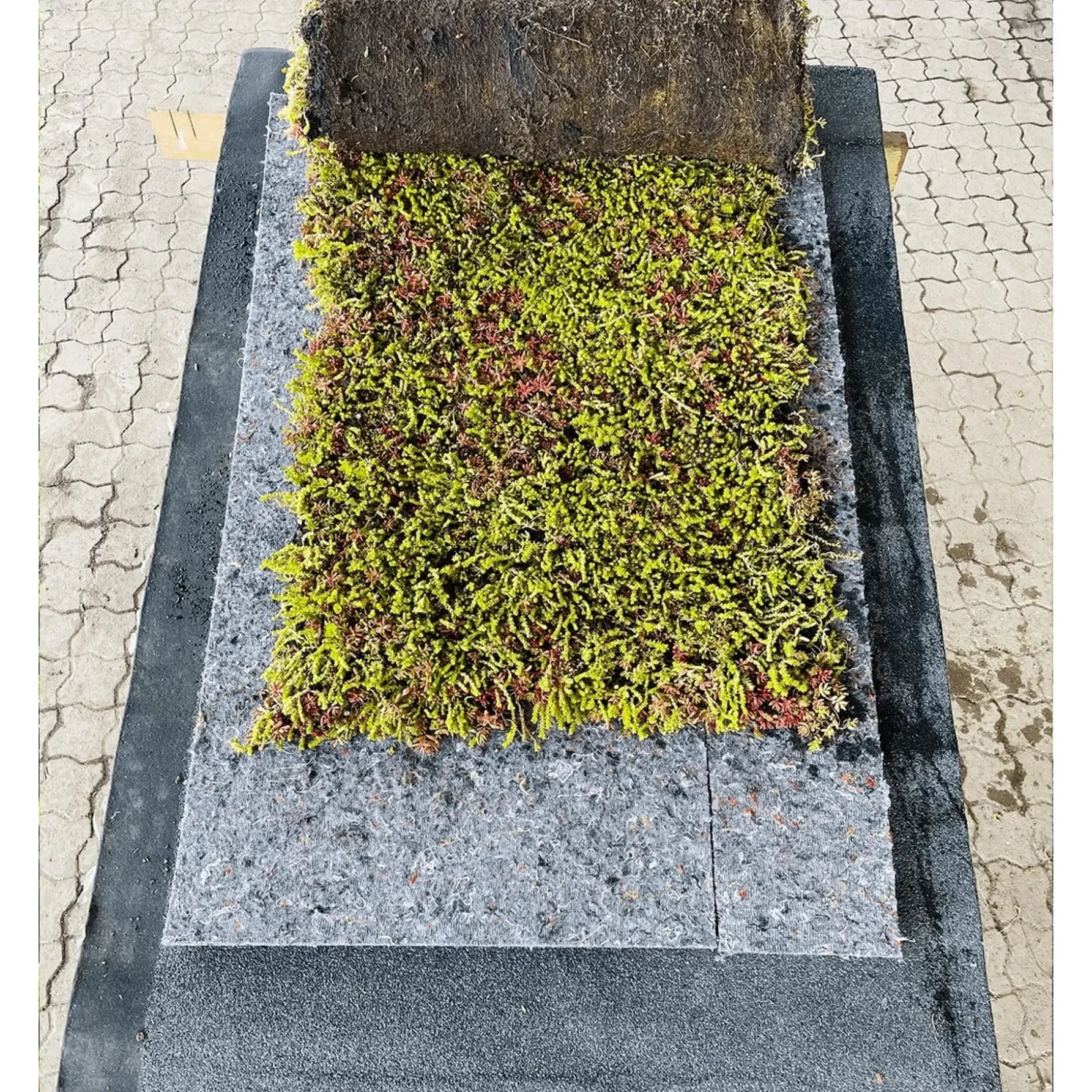 GROWTEK SEDUMPLUS SEDUMMÅTTE