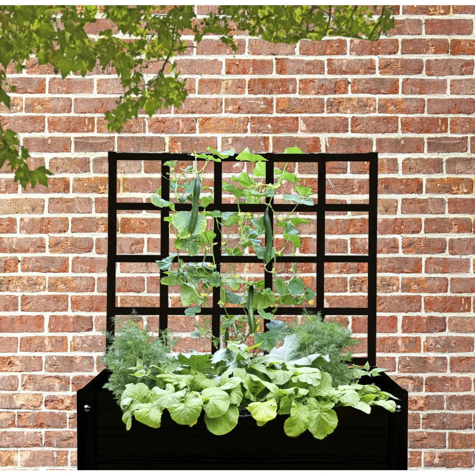 LAND ESPALIER